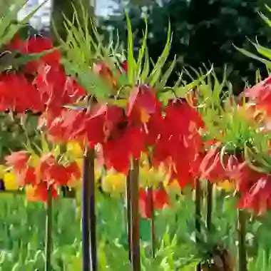 Imperialis Red Beauty